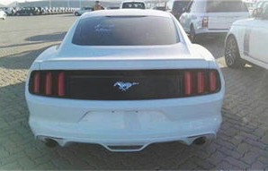 野马图片(脱缰的野马图片)