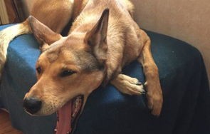 美国男星悲剧，遗体遭爱犬啃食的悲剧事件