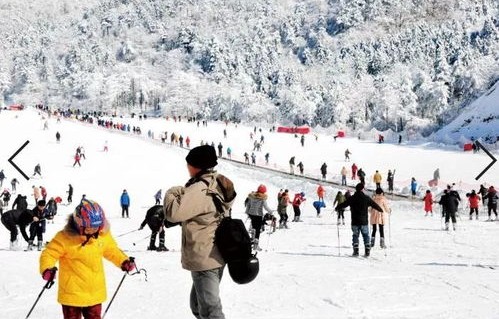 狗狗的滑雪表演，一次意外而有趣的体验