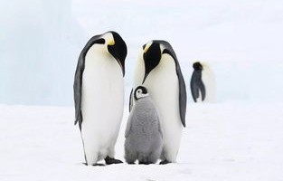 南极企鹅的非凡之旅，一只企鹅的奇迹之旅