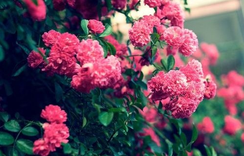 蔷薇刺，一曲短剧的二十集人生