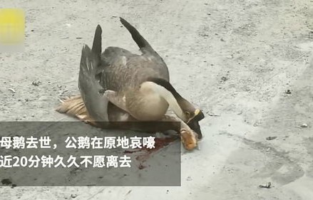 男子卖大鹅遭遇扎心凝视，最终选择放生