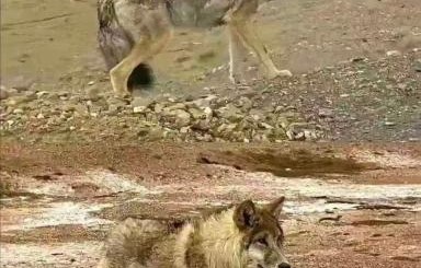 可可西里网红狼的幸福生活，从野性狼到胖球