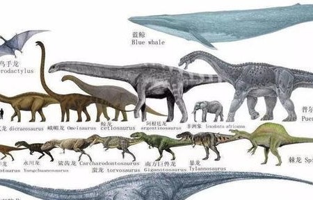 云南惊现罕见恐龙血,一例发现揭示生物奥秘