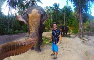 泰国旅游意外，游客与大象互动中不幸身亡