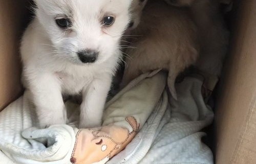 年轻人新宠，养黏菌当宠物