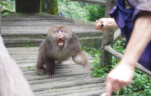 峨眉山猴子患糖尿病的传闻，真相揭秘