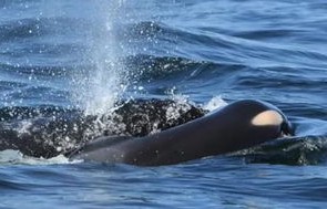 母爱之重，虎鲸妈妈背负幼崽的坚持