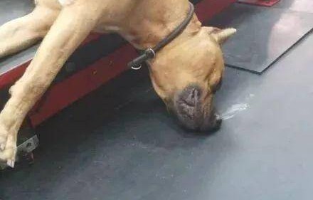 狗子怕累，一家人的别样旅行