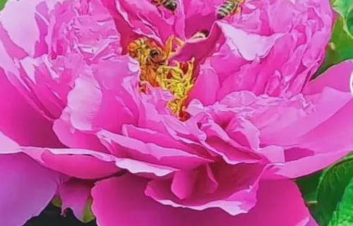 牡丹花开又一年,一部60集短剧的绽放与传承