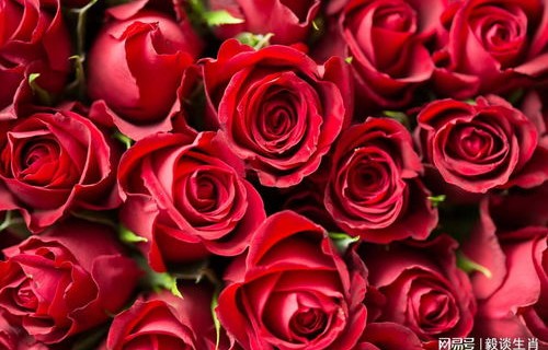 短剧赠你一世玫瑰95的浪漫与深情