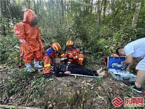 四川男子马蜂蜇伤致死，悲剧背后的警示