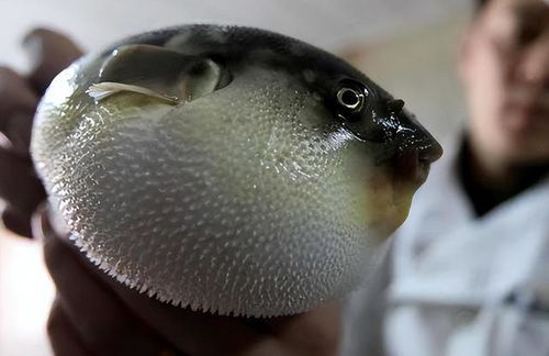 商家积极回应,女子疑似河豚中毒事件调查始末 商家积极回应,女子疑似河豚中毒事件调查始末