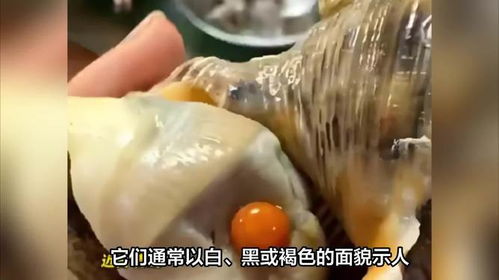 女子家宴意外发现，一颗罕见橘色海螺珠的传奇之旅