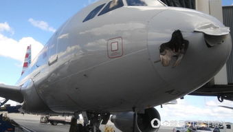 韩国起火客机遭鸟撞击画面曝光，航空安全再敲警钟