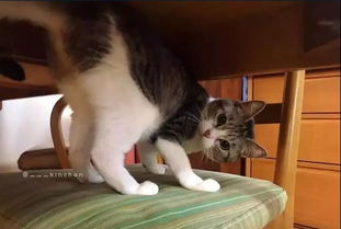 猫的意外冒险,洗衣机里的两分钟 猫的意外冒险,洗衣机里的两分钟