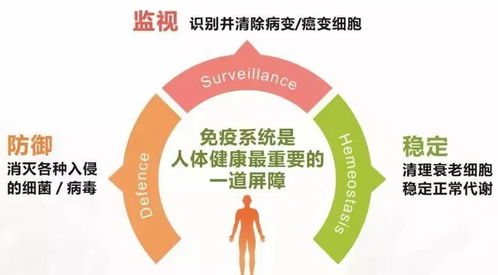 揭秘人体最大免疫器官,你未曾想到的守护者 揭秘人体最大免疫器官,你未曾想到的守护者