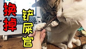 迎接新春,第一批回家过年的猫狗已经在路上了 迎接新春,第一批回家过年的猫狗已经在路上了