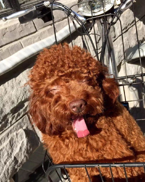 女孩串门遭遇猛犬狂追的惊险经历