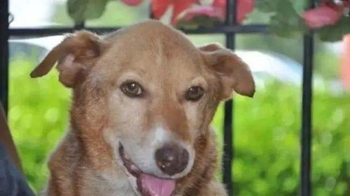 小孩哥与狗狗的欢乐互动,作业的命运与藏不住的笑容 小孩哥与狗狗的欢乐互动,作业的命运与藏不住的笑容