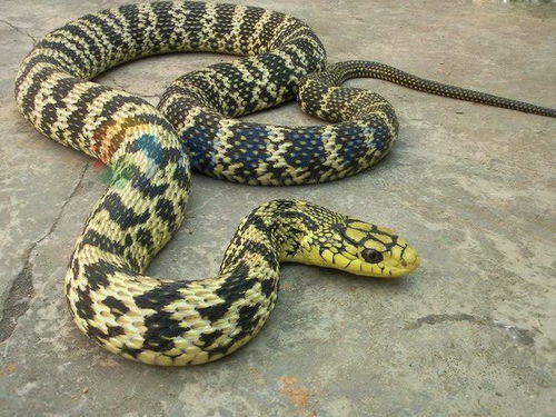 蛇类进化之谜,为何蛇会失去四肢? 蛇类进化之谜,为何蛇会失去四肢?