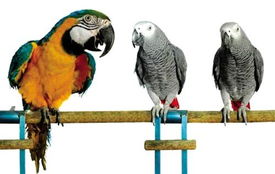 鹦鹉开笼拆家记 鹦鹉开笼拆家记