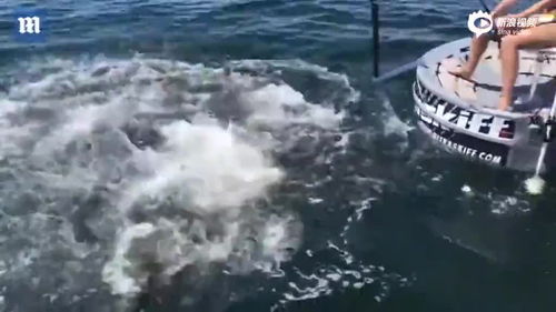 男子划船遭遇座头鲸吞食奇迹生还，生命之力的见证