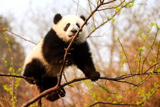 panda（panda怎么读）