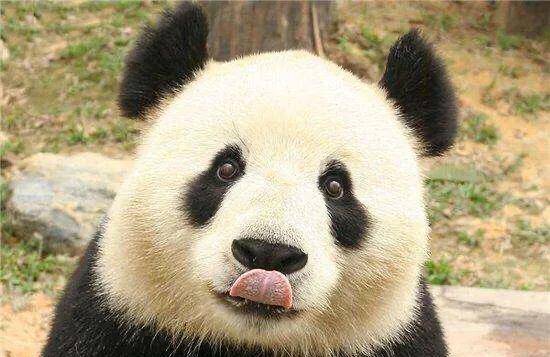 panda（panda怎么读）