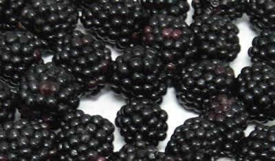黑莓的营养有什么功效,黑莓的营养和功效