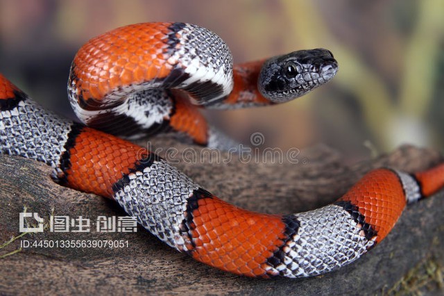 snake(snakeoil蛇膏用途)