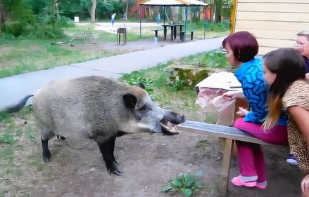 半夜惊魂，天花板上掉下一只300斤的野猪