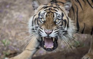 黑龙江伤人老虎事件真相揭秘，不实传闻的澄清