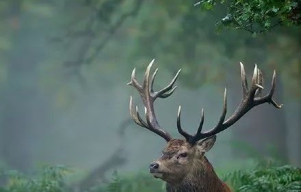 短剧林深时见鹿的深度解析
