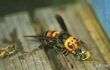 游客误惹马蜂窝，遭遇马蜂追击记