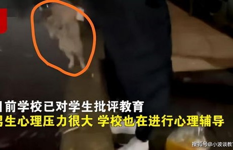 四名中学生组团虐猫事件，官方责令停课反省