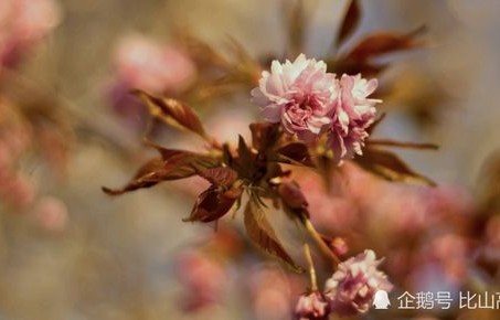短剧凌霄枝头上——张楚萱与董子源的情缘