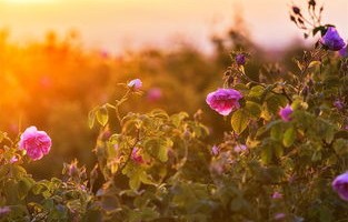 短剧新夕阳玫瑰的魅力与深度