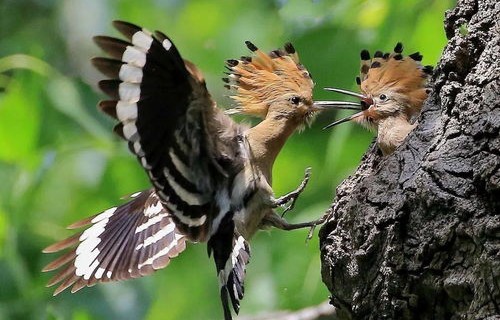 父爱如山，男子为女儿倾情打造真实的小马宝莉——六万真金换来的父爱之旅