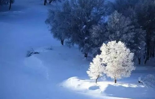 东北雪景,雪下发紫的魅力