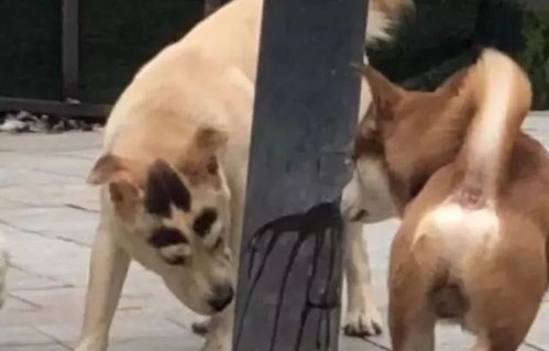 小伙偶遇两年前投喂的流浪狗，深情重逢的温暖瞬间