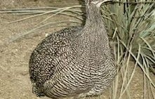 哀牢山惊现珍稀鸟类,全球仅千只的神秘之鸟