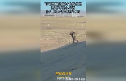 可可西里讨食狼增多现象的深度解析