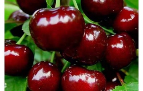 探秘车厘子色彩之谜，为何有的车厘子红到发黑