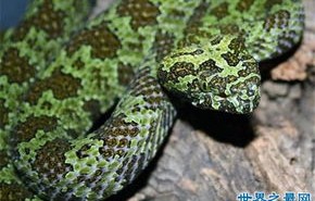 中华田园犬大战2米毒蛇，守护家园的英勇瞬间