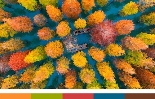 五彩斑斓的秋天，一幅永不厌倦的画卷