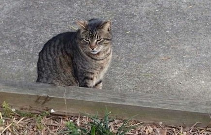 乌男子逃兵役，用猫暖身奇迹存活