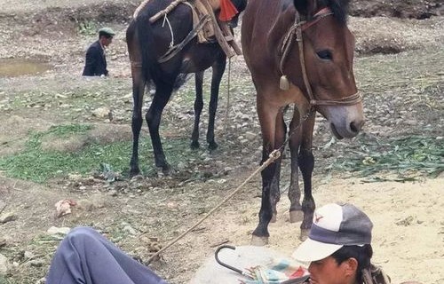 马斯克76岁母亲在中国火了