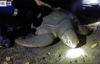 下水道奇遇,国家一级保护动物的意外发现