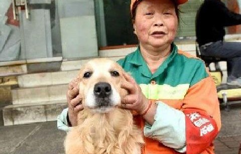 长沙一狗狗走失后奇迹般独自回家，主人暖心回应